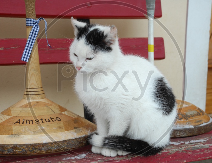 a idle persian cat