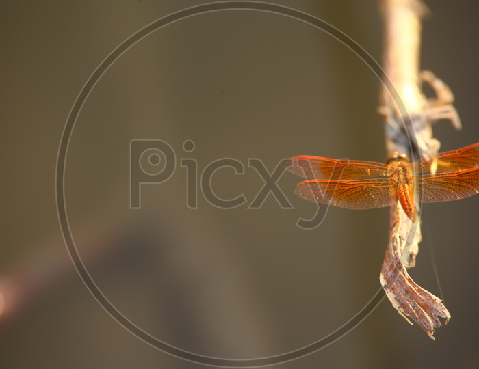 A Dragonfly on the tree branch