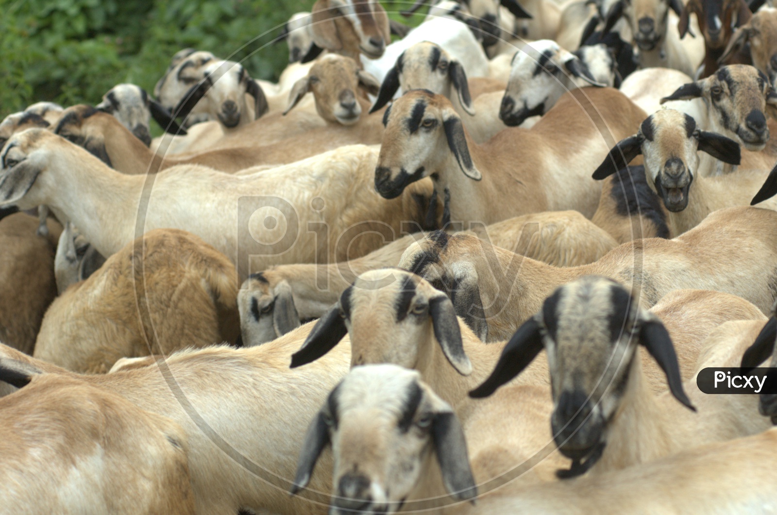 A Tribe of goats