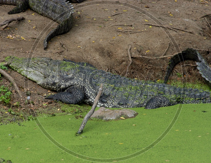 American crocodile in the water covered with moss
