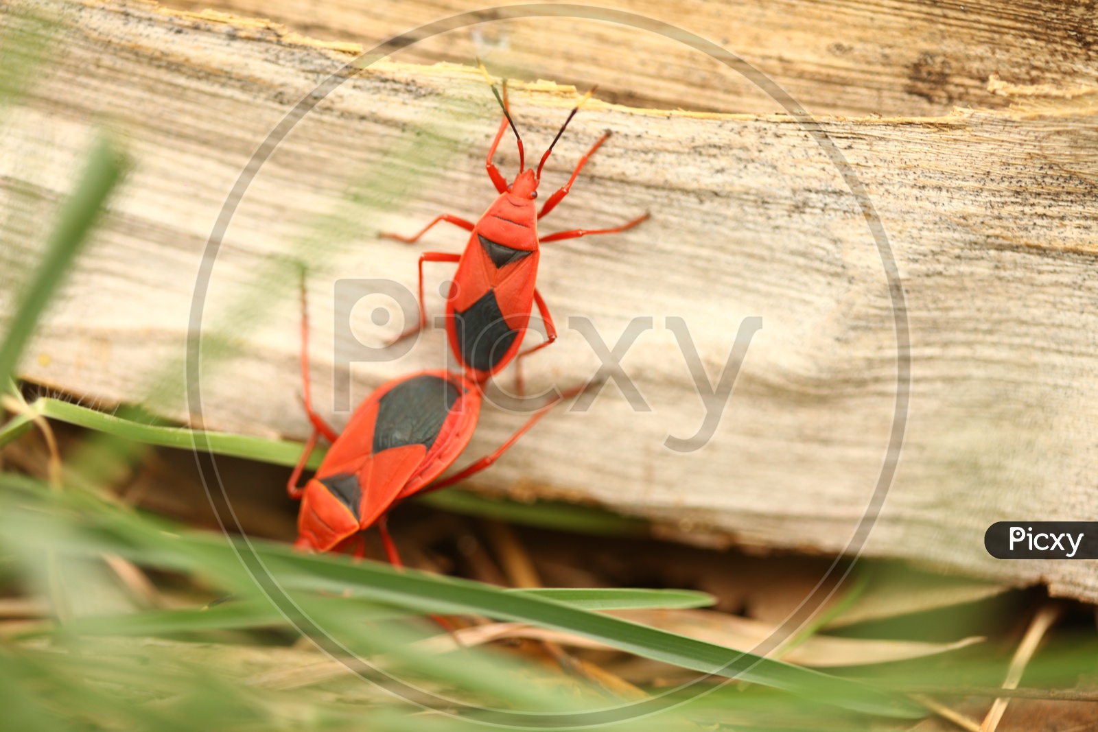 image-of-red-bugs-bs077515-picxy