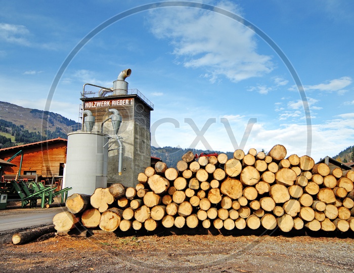 Wooden Logs in a  Wood Depot