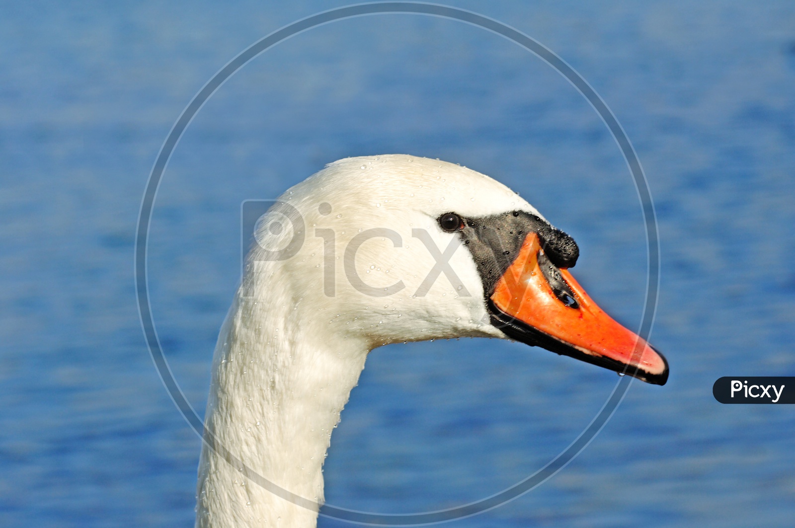 Close up shot of Swan