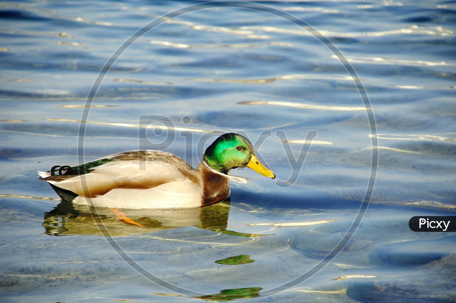Duck On Water