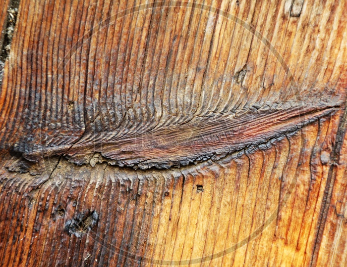 Texture Of Tree bark
