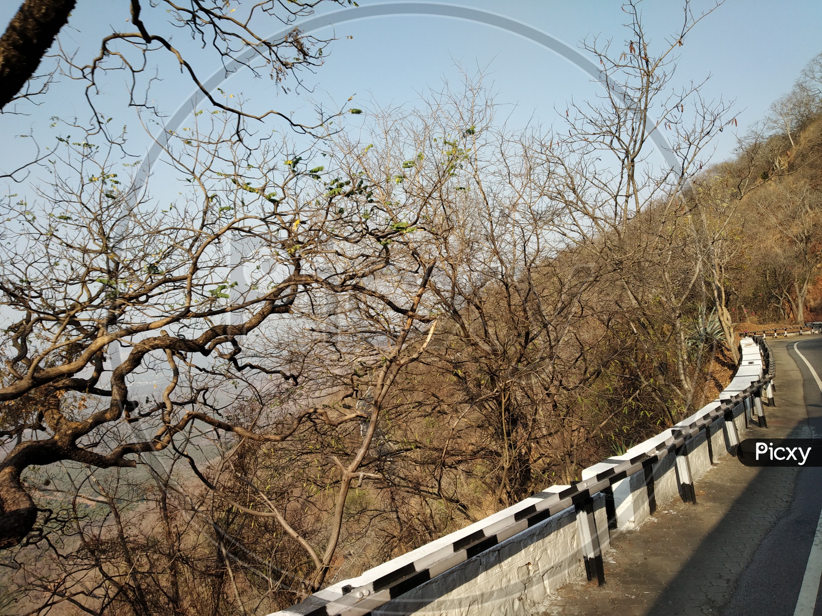 Dried tree branches alongside the Ghat road