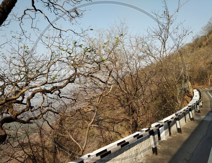 Dried tree branches alongside the Ghat road