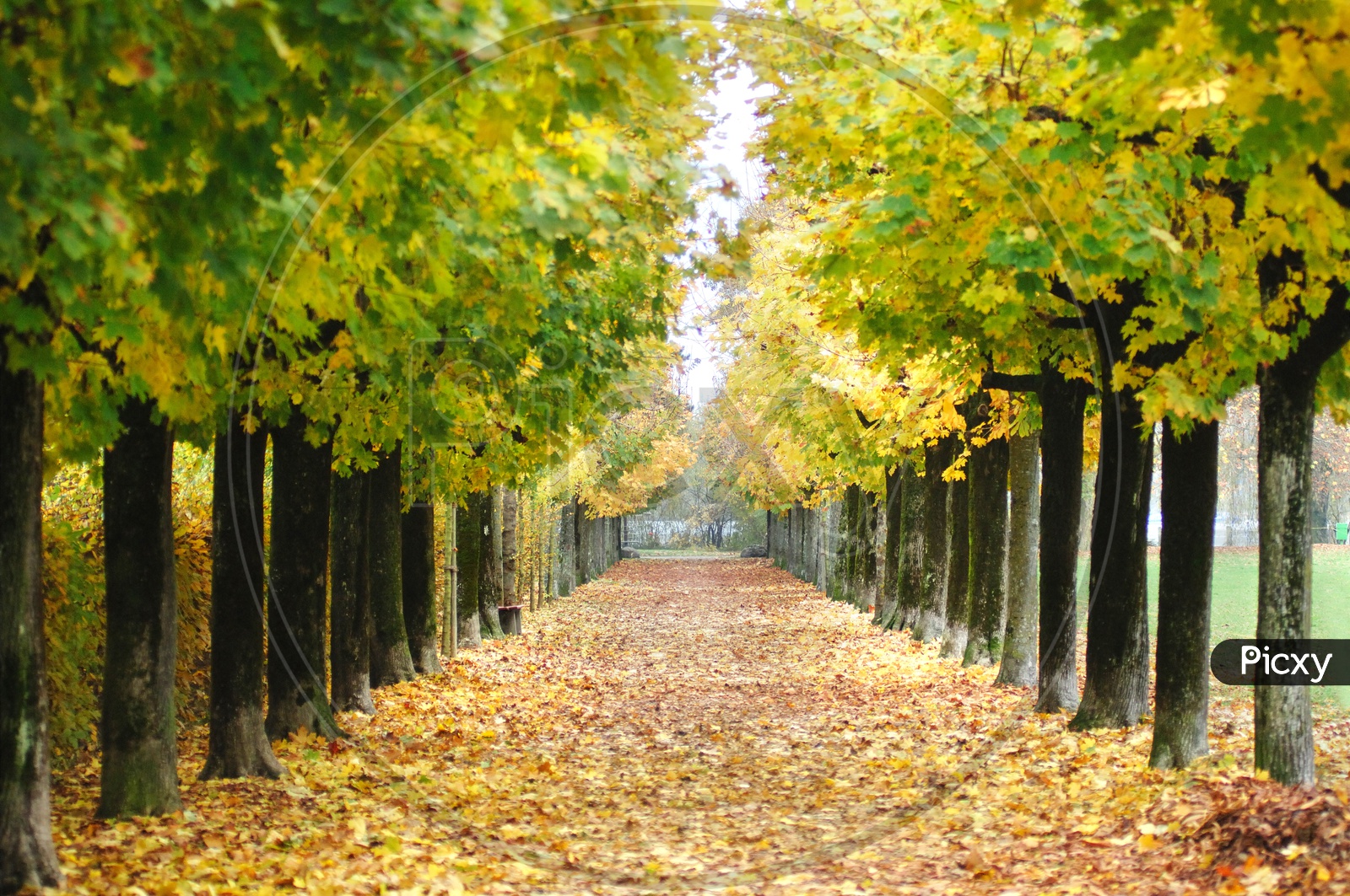 A Lane of Autumn Trees