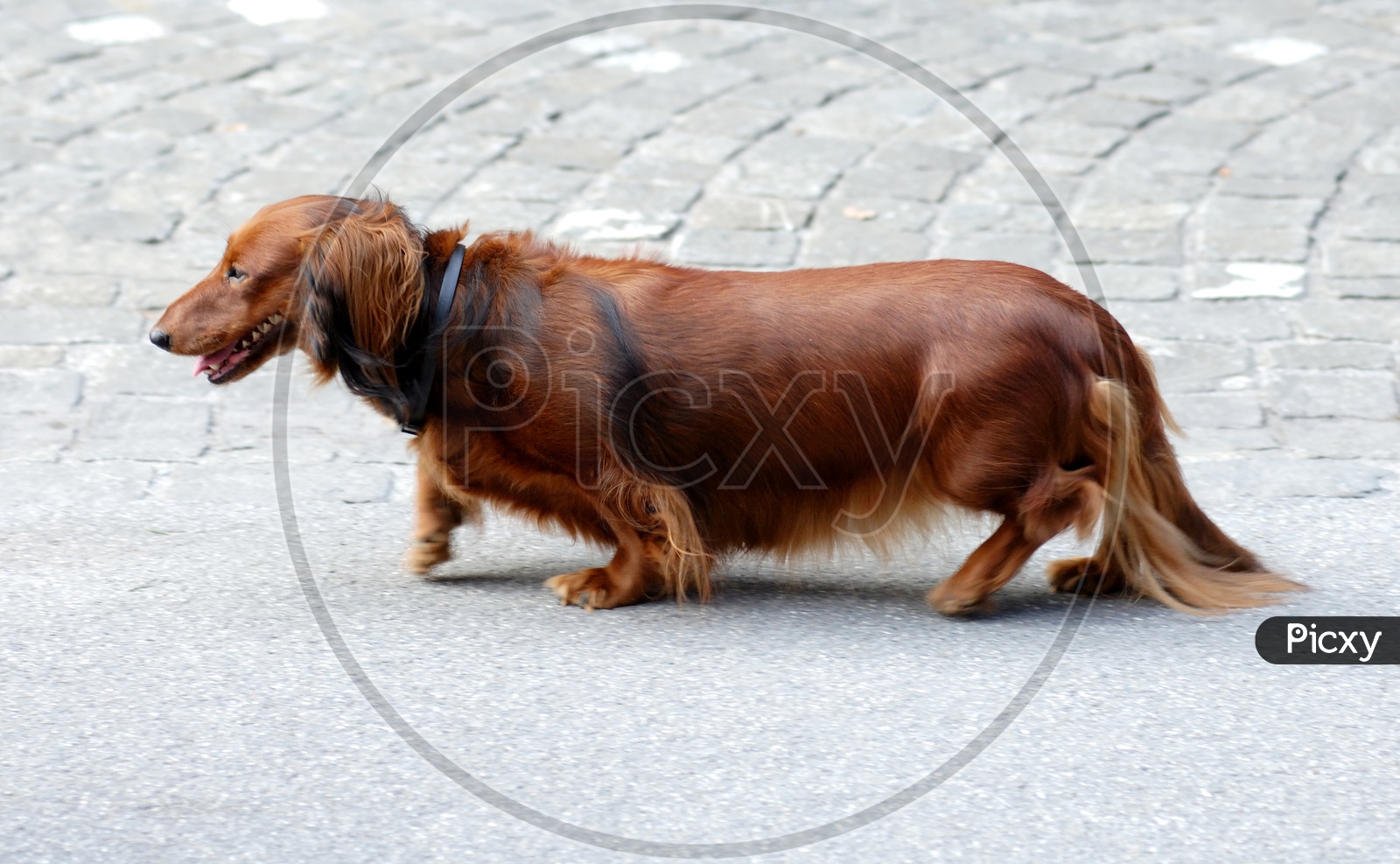 Dachshund Dog On a Street