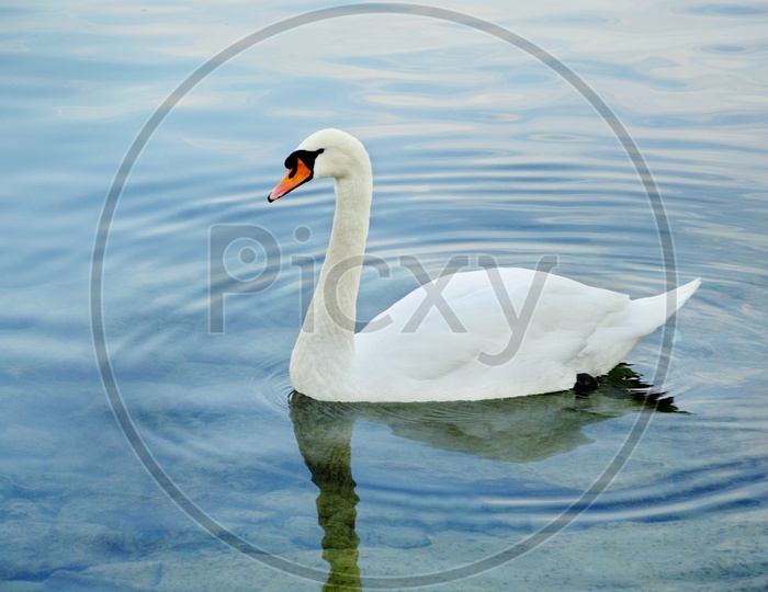 swan in water