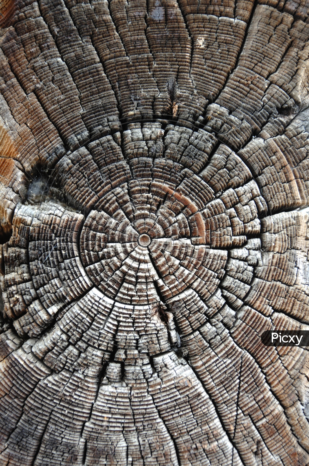 Tree Stem Cut Section Texture