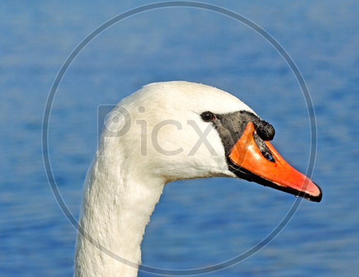 Close up shot of Swan