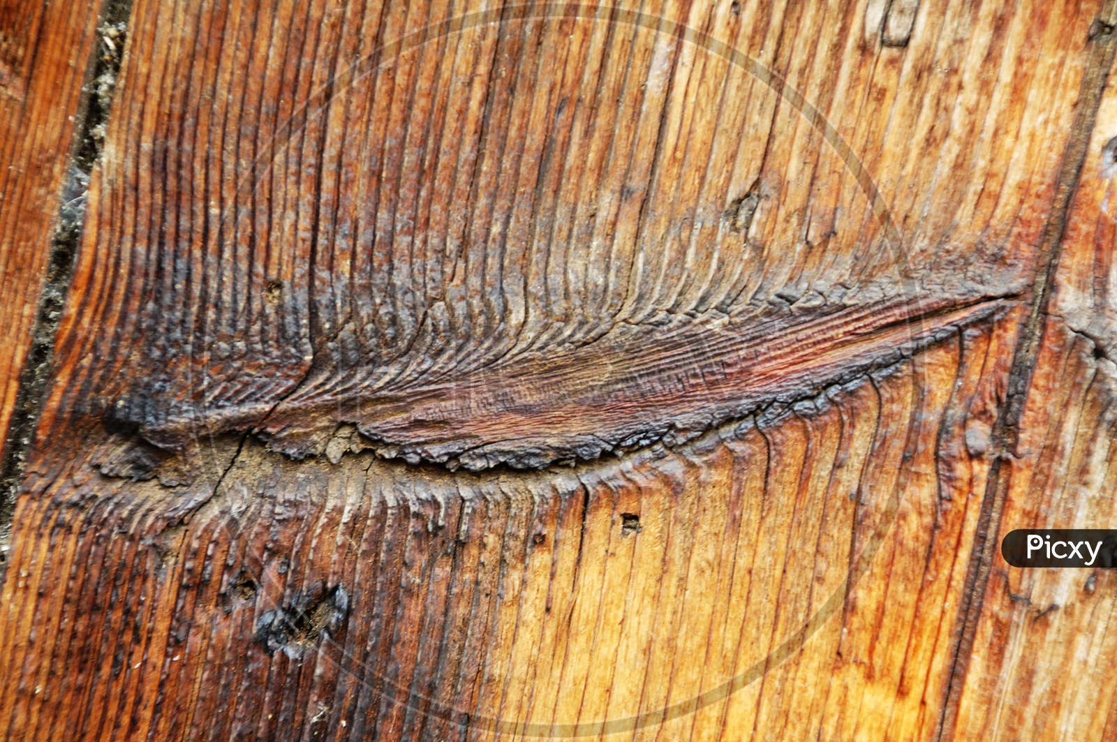 Texture Of Tree bark