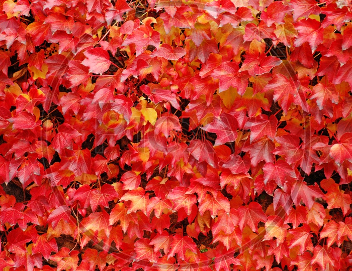Autumn tree Leafs