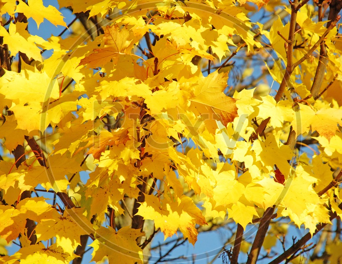 Autumn Tree Leafs Closeup