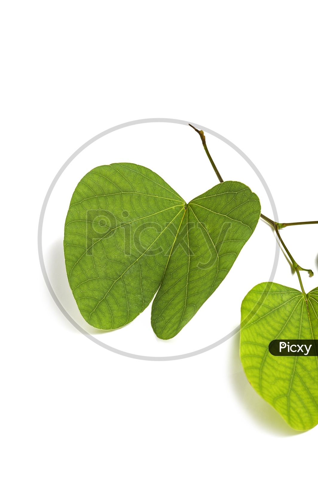 Bauhinia racemosa leaves on White background