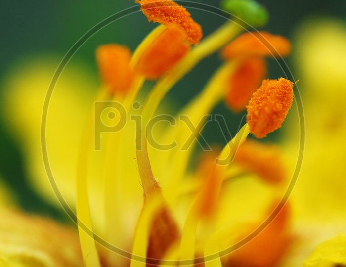 Close up of Yellow flower