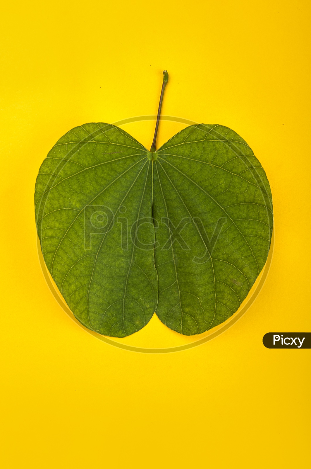 Bauhinia racemosa leaves on yellow background