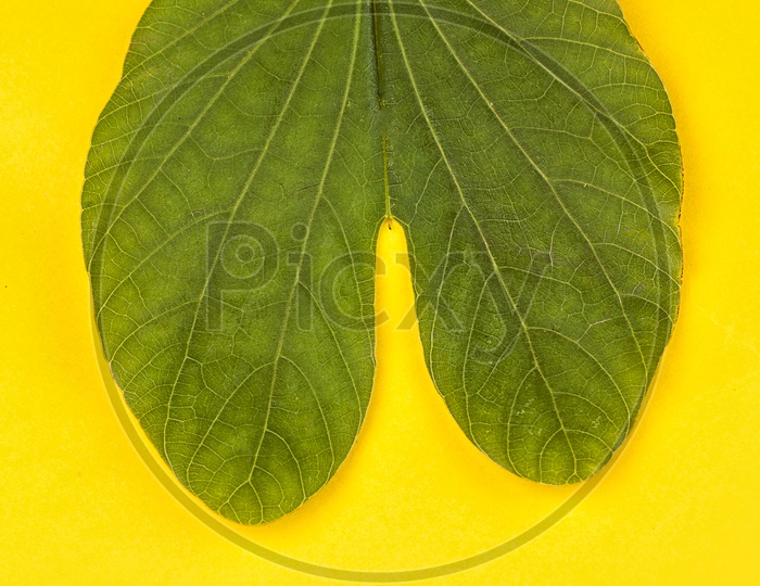 Bauhinia racemosa leaves on yellow background