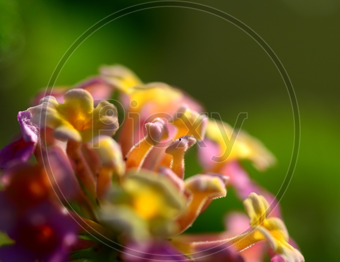 Close up shot of Colourful flower