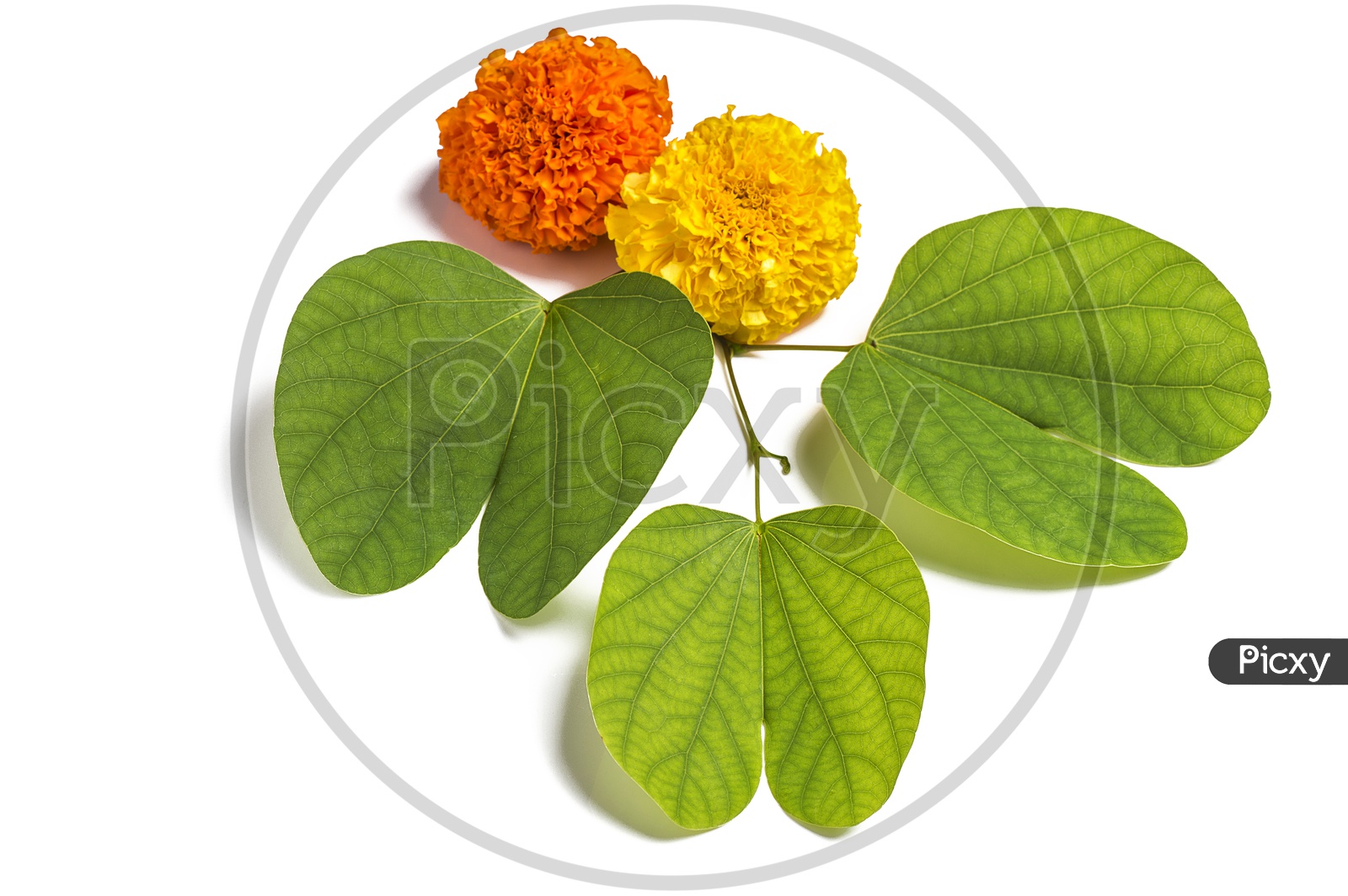Bauhinia racemosa leaves with marigold flower on White background