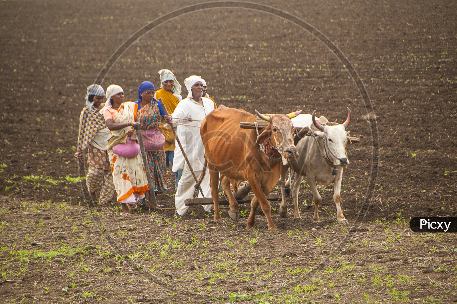 Farmers and workers are plowing in agricultural field