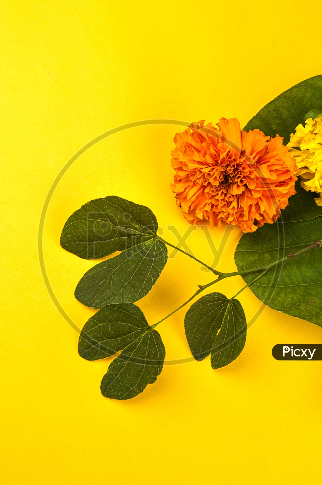 Bauhinia racemosa leaves with marigold flower on yellow background