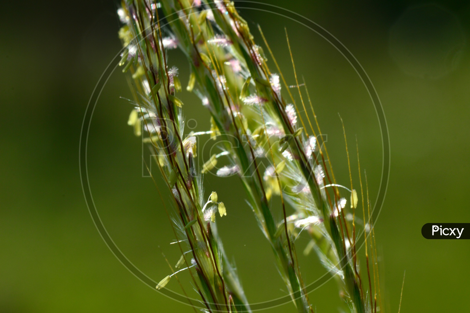 Close up shot of plant stem with green background