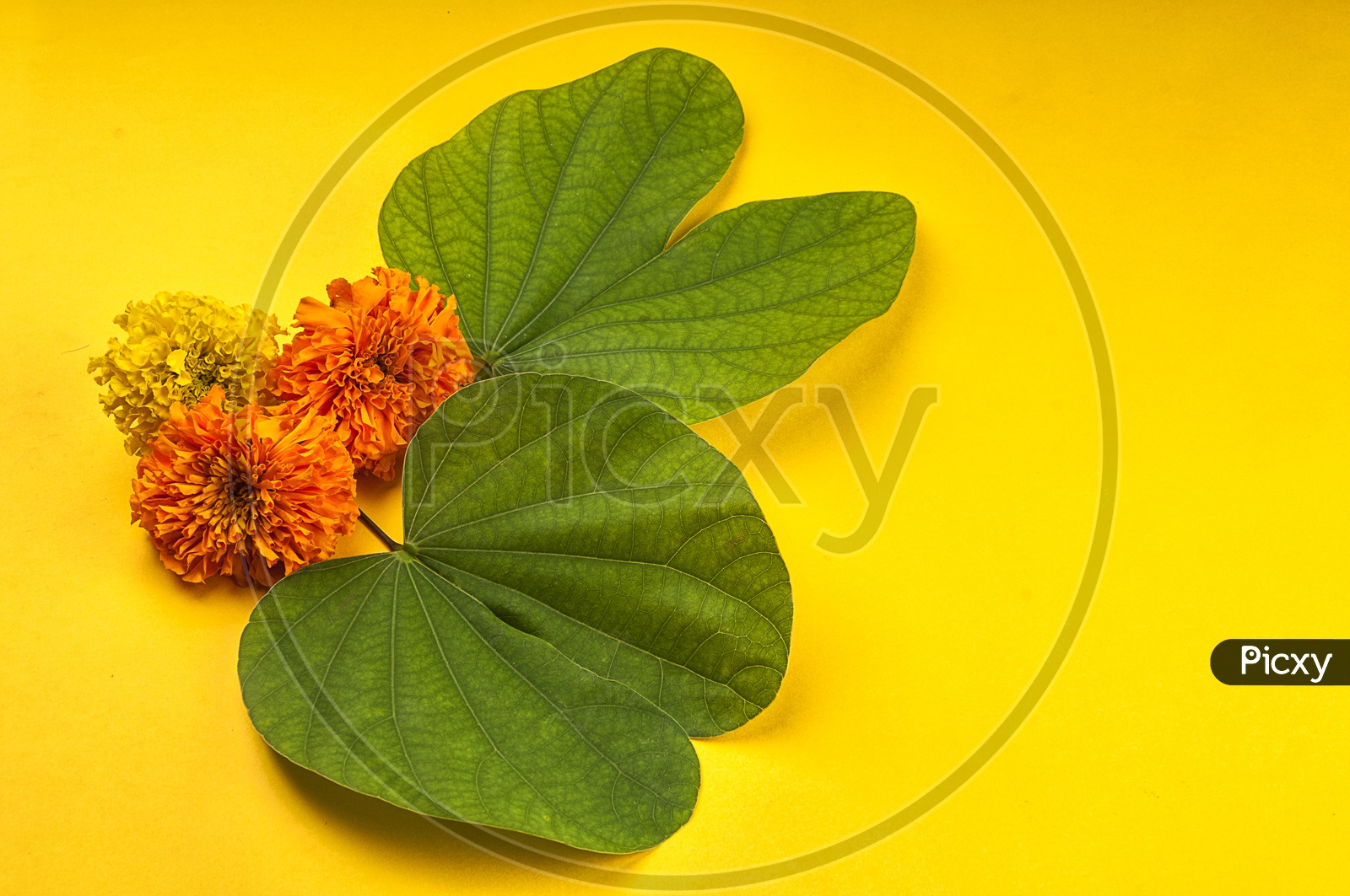 Bauhinia racemosa leaves with marigold flower on yellow background