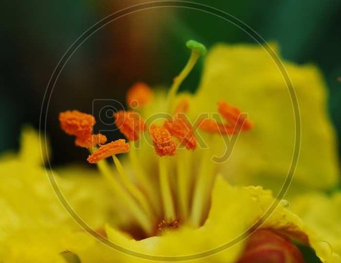 Close up of Yellow flower on green background