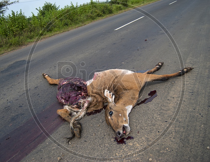 Dead animal on the road hit by a vehicle