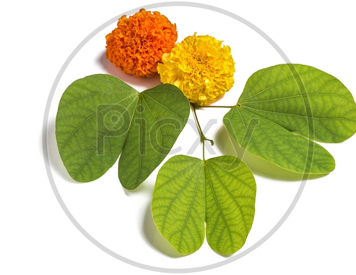 Bauhinia racemosa leaves with marigold flower on White background