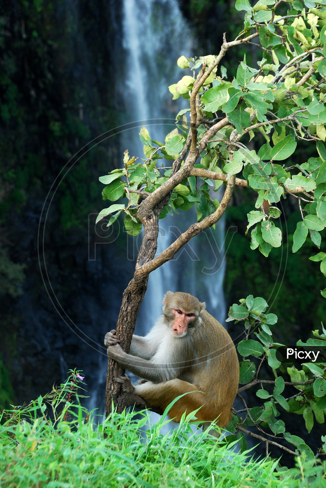 Rhesus macaque (Macaca mulatta) sitting on a tree in front of waterfall at Chikhaldara