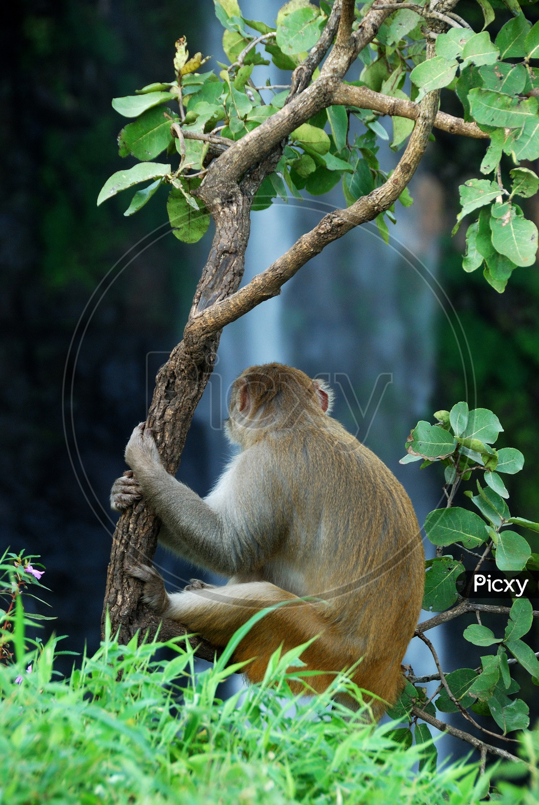 Rhesus macaque (Macaca mulatta) sitting on a tree in front of waterfall at Chikhaldara