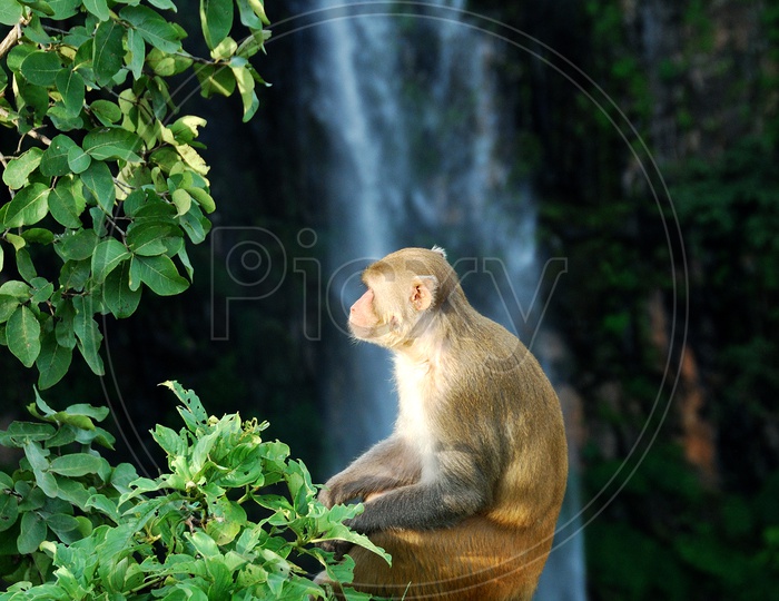 Rhesus macaque (Macaca mulatta) sitting on a tree in front of a waterfall at Chikhaldara