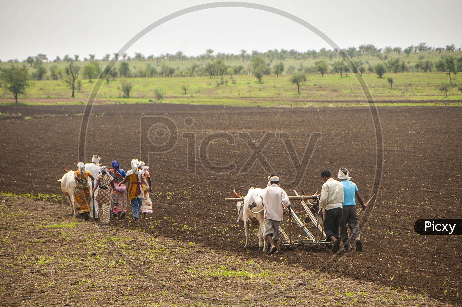 Farmers and workers are plowing in agricultural field