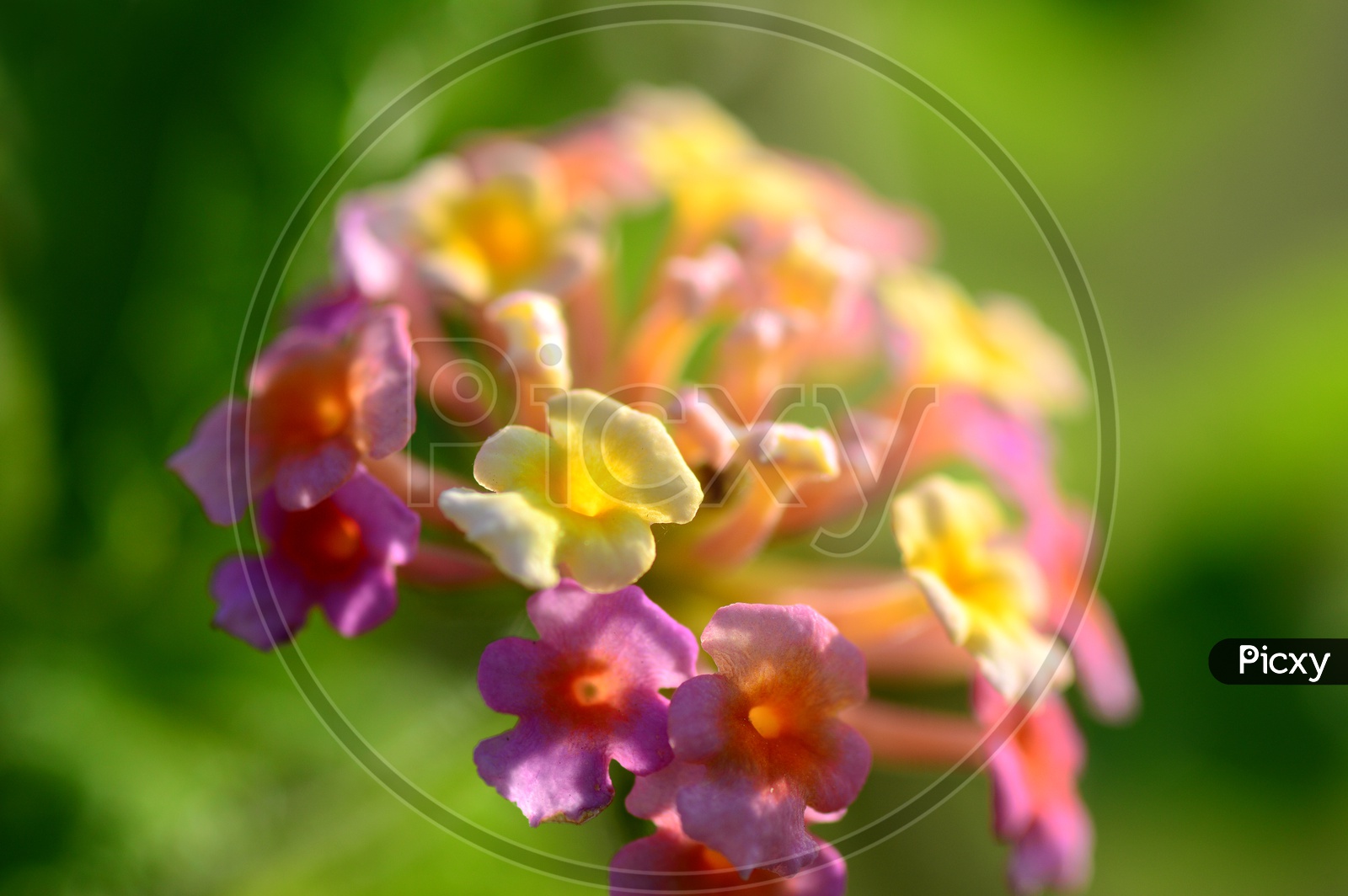 Close up shot of Colour flower
