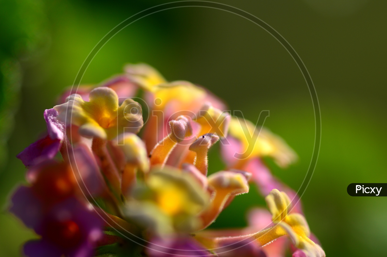 Close up shot of Colourful flower
