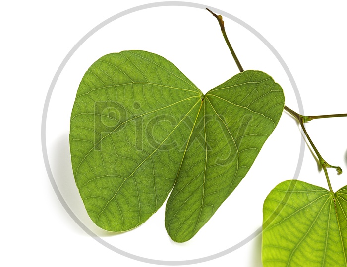 Bauhinia racemosa leaves on White background