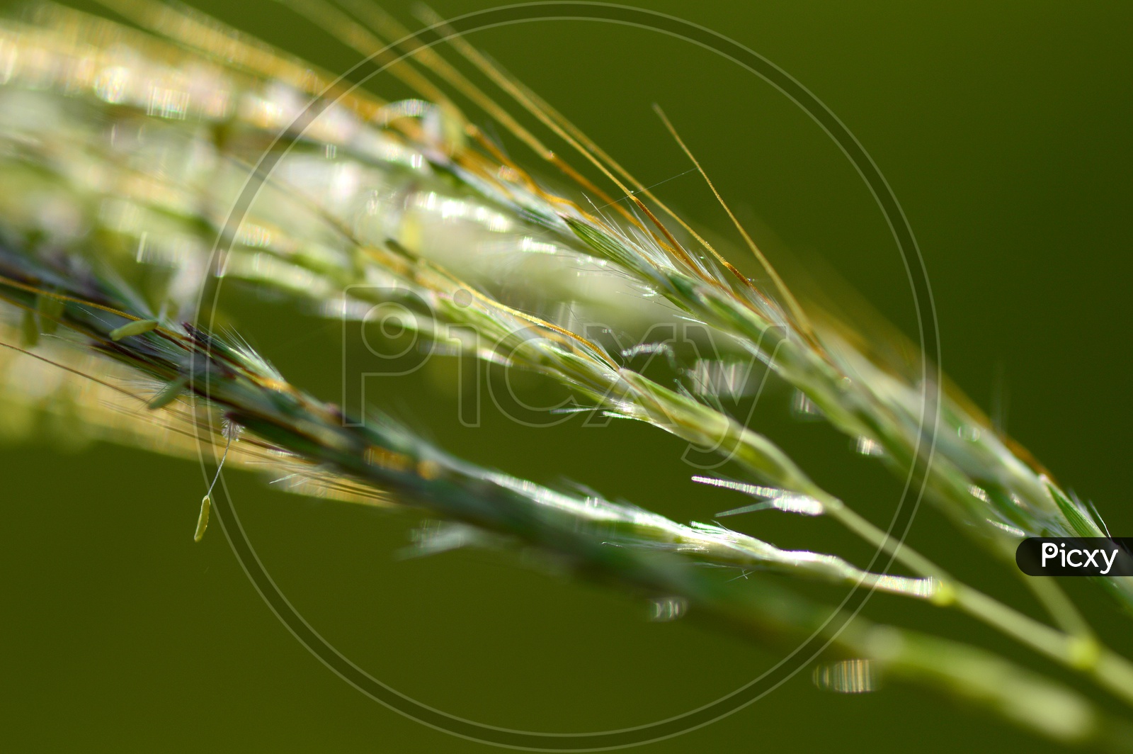Close up shot of plant stem with green background