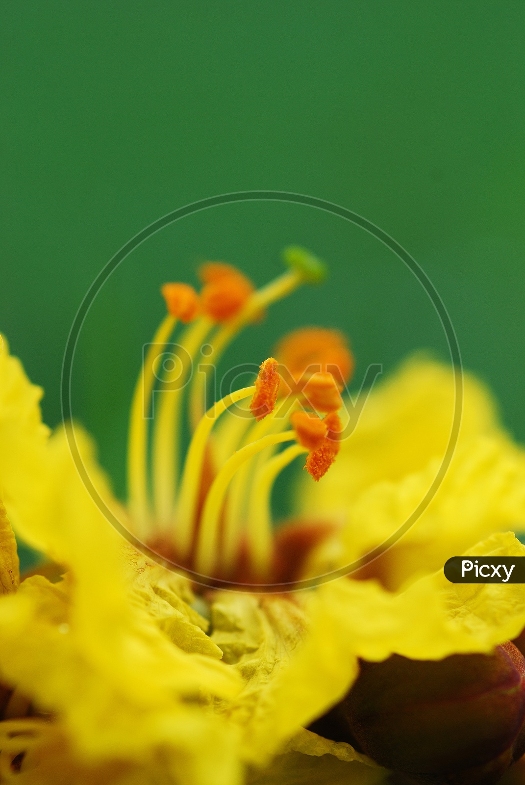Close up of Yellow flower on green background