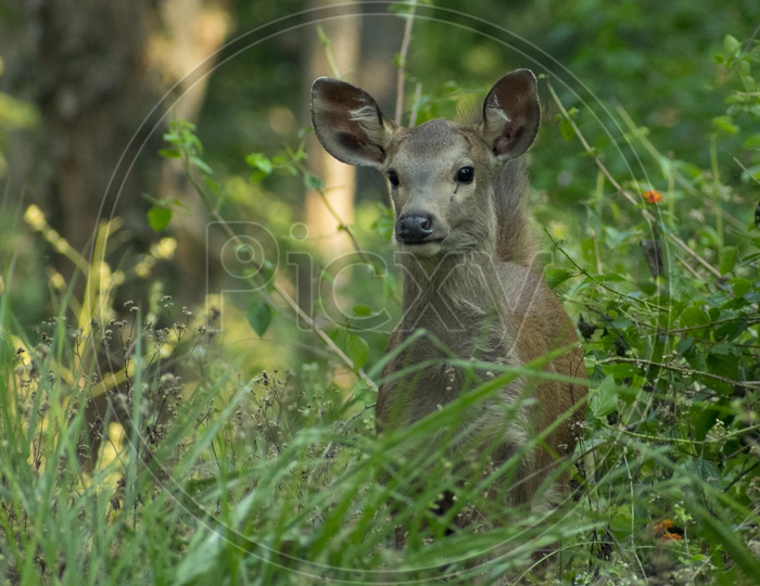 baby sambar deer