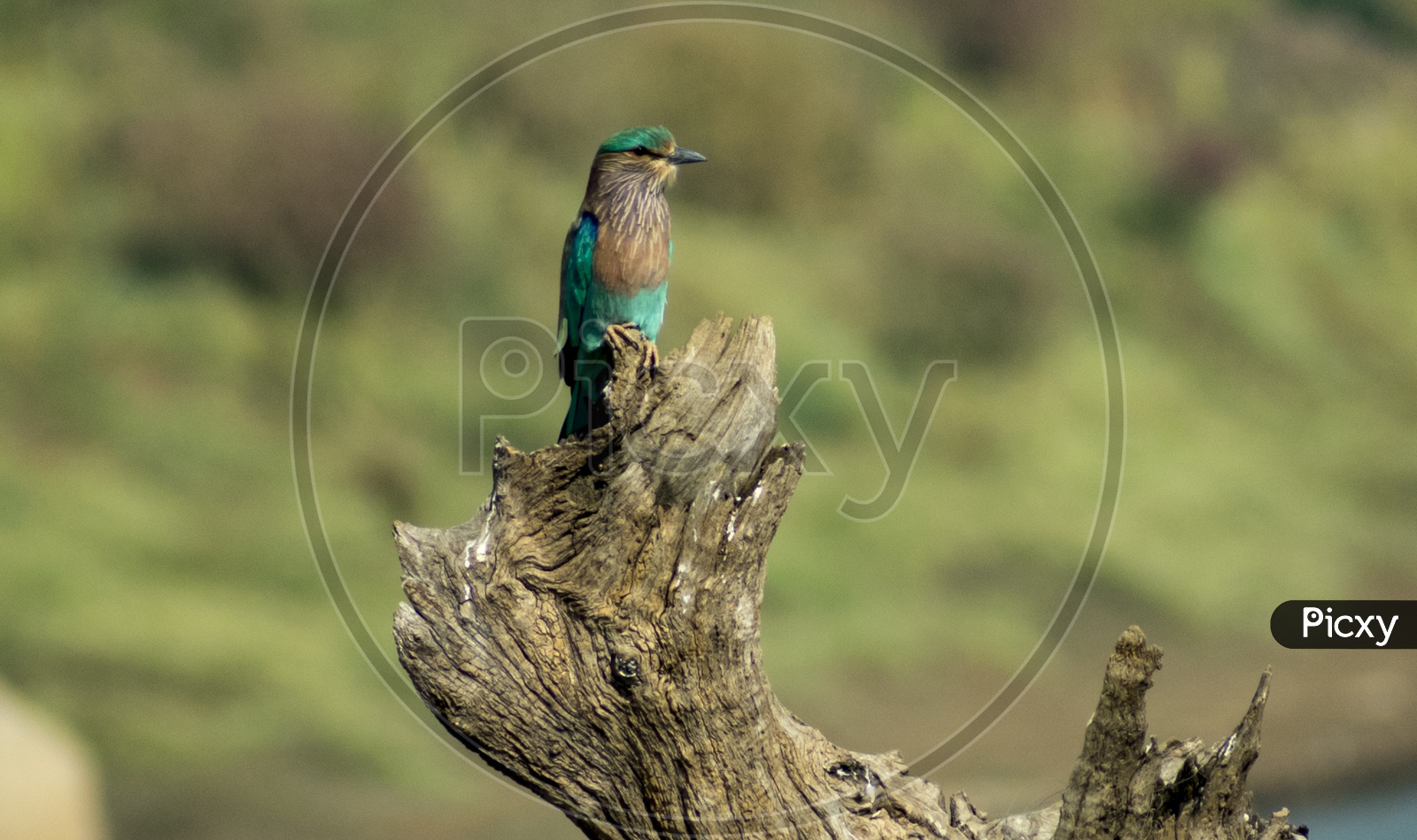 The indian roller