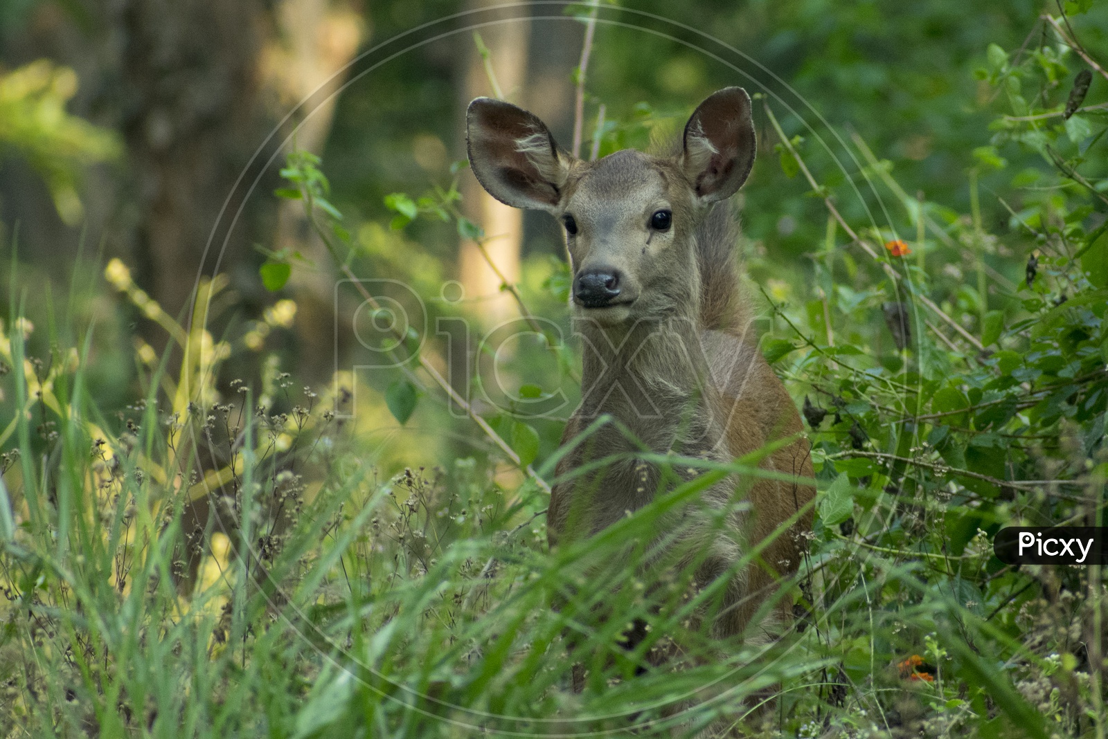 baby sambar deer