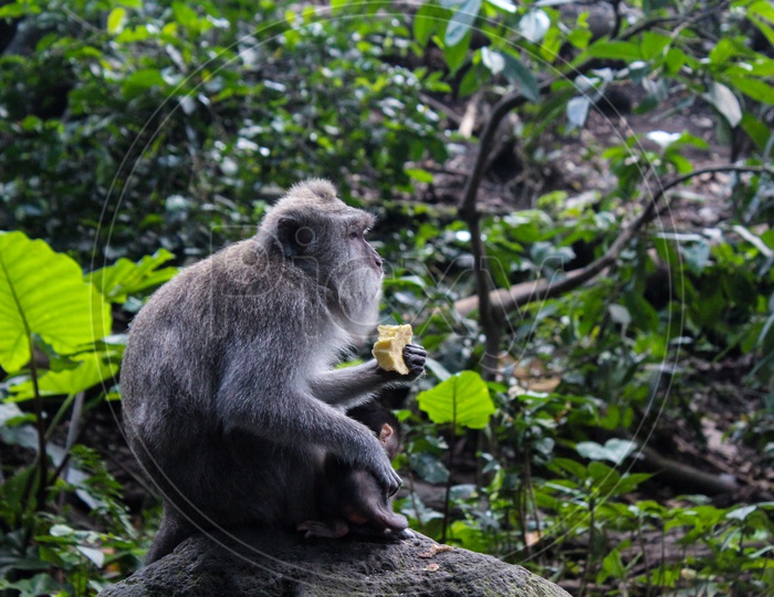 A Monkey Or Macaque With Baby