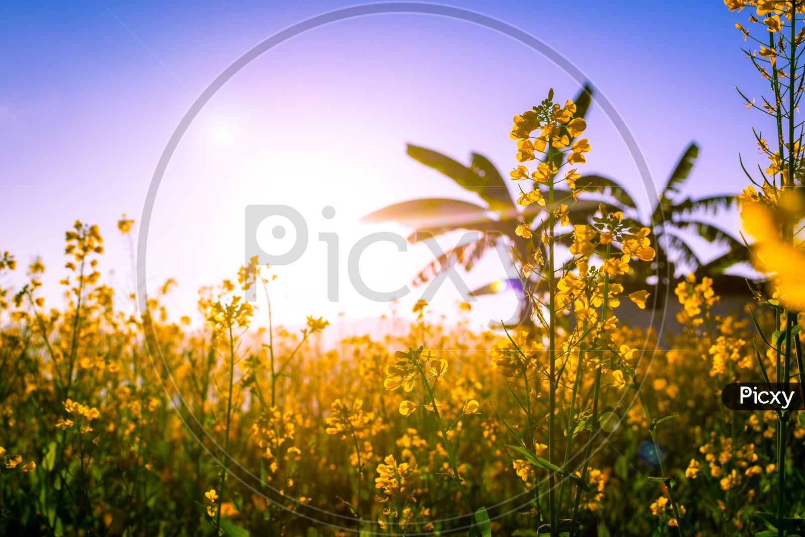 Sunrise above mustard field