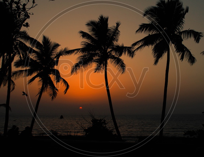 Silhouette of Coconut Trees In a Beach Over Sunset Sky In Background