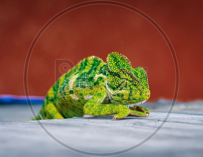 green Colour Chameleon