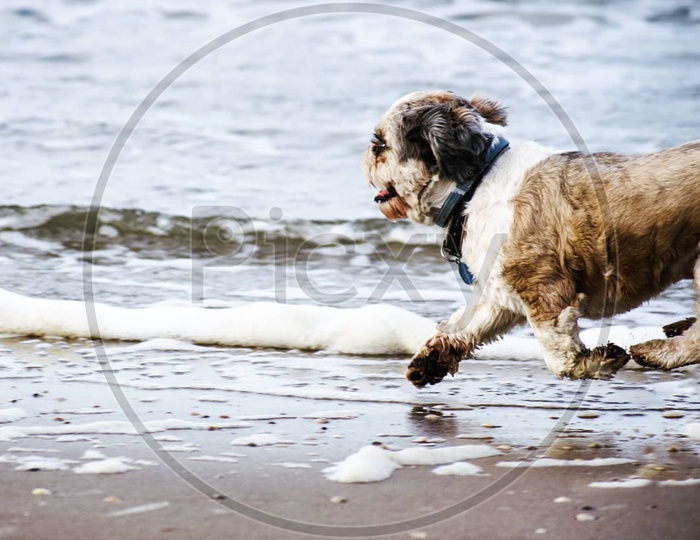 A playful dog at the beach!