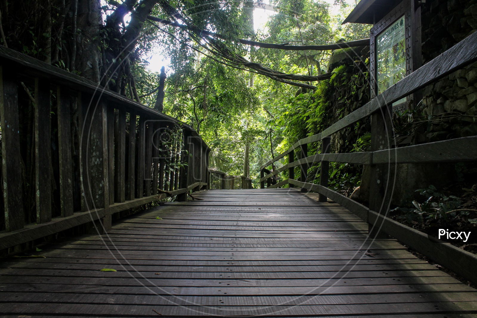 A Wooden Bridge as a Pathway